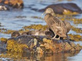 Eider duck with ducklings