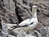 Gannet Bass Rock