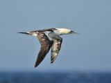 Gannet (2nd summer)
