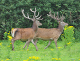 Red Deer stags