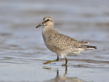 Knot (juvenile)