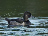 Ring-necked Duck (eclipse drake), Lily Lake, Cape May