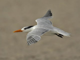 Royal Tern (winter plumage), Cape May beach