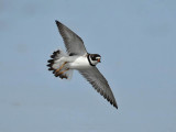 Semipalmated  Plover, Stone Harbour, New Jersey