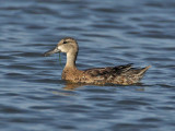 Blue-winged Teal (eclipse drake), Higbee WMA