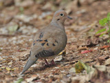 Mourning Dove, CMBO, Lily Lake