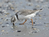 Piping Plover, Stone Harbour, New Jersey
