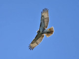 Red-tailed Hawk, Villas WMA