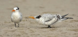 Royal Tern 1st w begging for food, Cape May beach