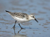 Sanderling, Stone Harbour, New Jersey
