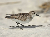 Semipalmated Sandpiper (adult breeding plumage), Stone Harbour, New Jersey