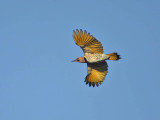 Northern Flicker (Yellow shafted), Cape May Point State Park