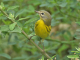 Prairie Warbler, Cape May Point State Park