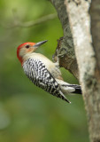 Red-bellied Woodpecker (male), Cape May County Park