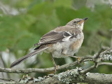 Northern Mockingbird, Cape May Point State Park