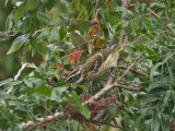 Rose-breasted Grosbeak (female winter plumage), Cape May Point State Park