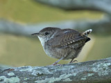 Winter Wren, Cape May Point State Park