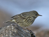 Rock Pipit