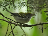 Chestnut-sided Warbler, Cape May Point State Park