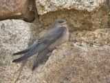 Crag Martin (juvenile)