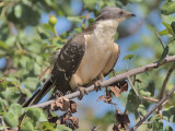 Great-spotted Cuckoo