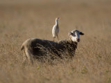 Cattle Egret