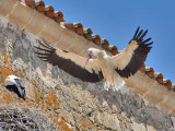 White Stork