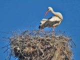 White Stork