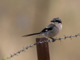 Southern Great Grey Shrike