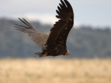 Black Vulture