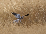 Montagus Harrier (male)