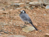 White Wagtail