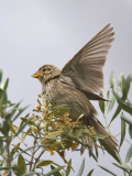 Corn Bunting