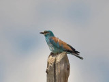 European Roller