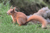 Red Squirrel