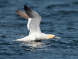 Gannet