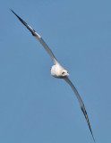 Gannet