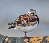 Turnstone