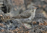 Rock Pipit (juvenile)