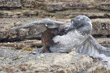 Mink attacking a juvenile Gannet