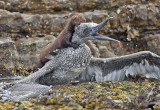 Mink attacking a juvenile Gannet