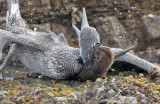 Mink attacking a juvenile Gannet