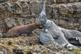 Mink attacking a juvenile Gannet
