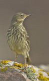 Rock Pipit