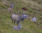 Red Deer stag and hinds