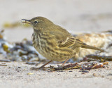 Rock Pipit