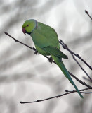 Ring-necked Parakeet (male)
