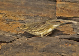 Rock Pipit
