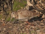 Woodcock