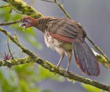 Rufous-headed Chachalaca